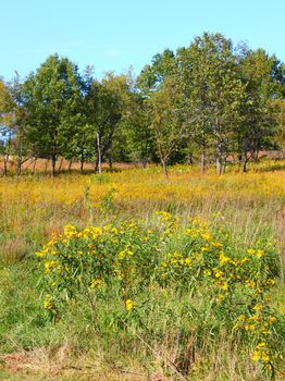 Prairie scene of wildflowers at Castle Rock State Park of Illinois.