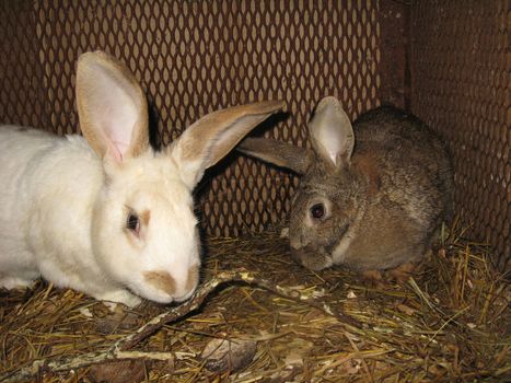 The pair of young domestic rabbits,white and grey