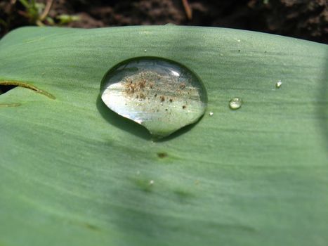 Transparent drop of water on a green leaf