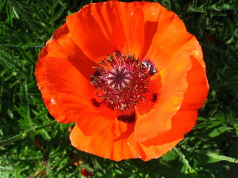 The image of the beautiful red flower of a poppy