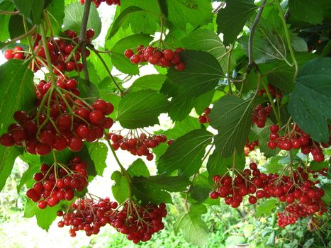 The image of cluster of a red ripe guelder-rose