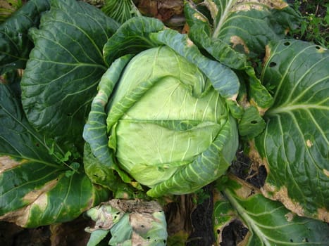 The image with head of ripe cabbage