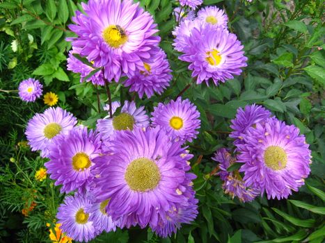 The image of beautiful and bright blue asters
