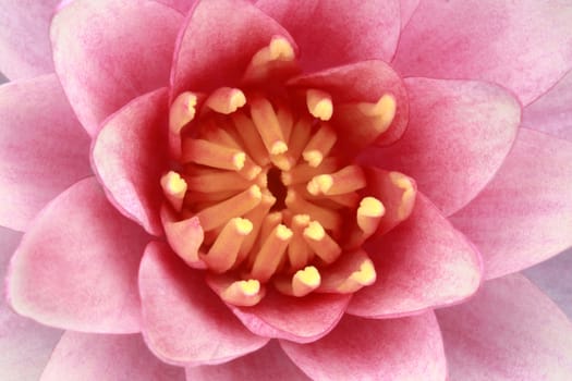 pattern of macro pink water lily, top view