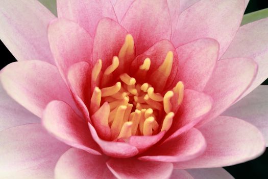 macro pink water lily isolated on black background