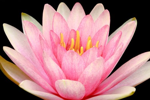 water lily isolated on black background