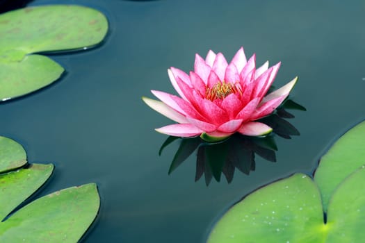 pink water lily with lotus leaf on pond