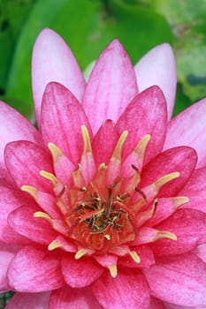 pink water lily on pond on green background