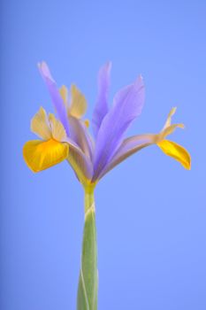 yellowish white single flower iris, the blue background