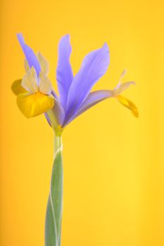 yellowish white single flower iris, on a yellow background