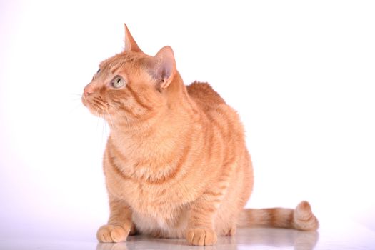 brown house cat on a white background