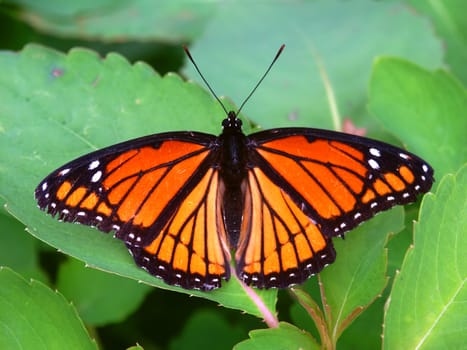 Viceroy Butterfly (Limenitis archippus) on vegetation in northern Illinois.