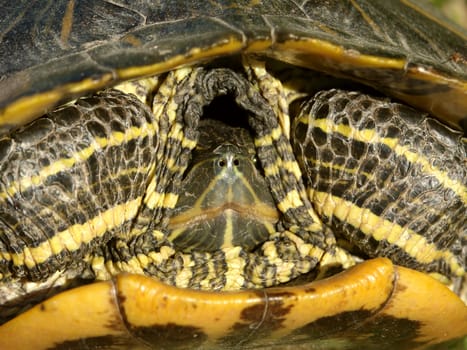 Close up of a Slider Turtle (Trachemys scripta) retreating into its shell in Illinois.