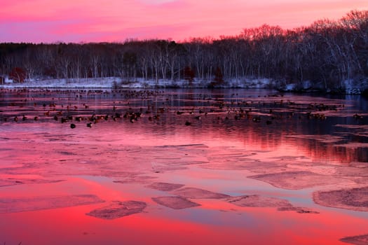 Flock of geese under vivid sunset at Rock Cut State Park in Illinois.