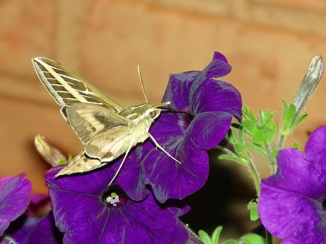 White-lined Sphinx (Hyles lineata) feeds on nectar of a garden flower in Illinois.