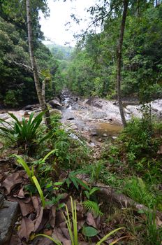 thailand national park jungle