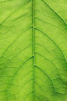 Extreme closeup of freshness green leaf. High quality full frame. Good background