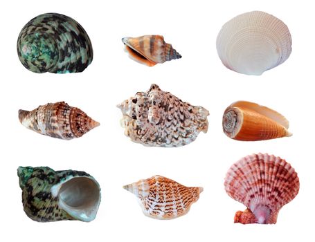 Set different seashells isolated on white background