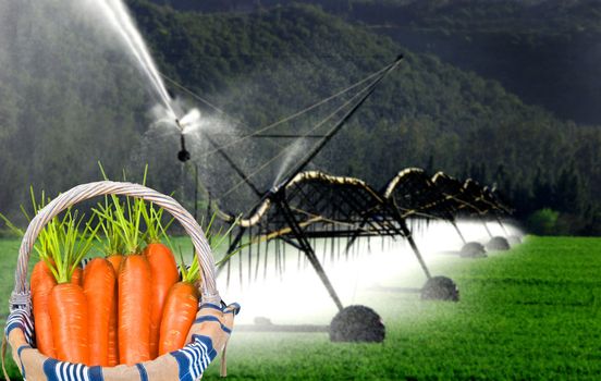 Watering a carrot field