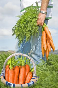 Proud carrot farmer picking fresh carrots for his basket