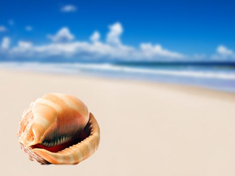 a Beautiful perfectly shaped sea shell on the beach