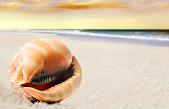 a Beautiful perfectly shaped sea shell on the beach