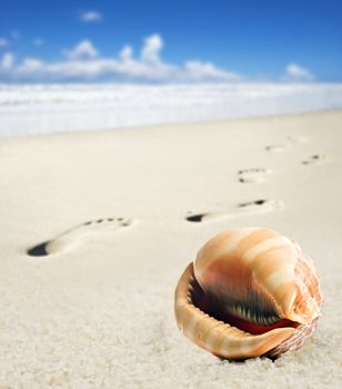 Sea shell and foot prints on a sandy beach