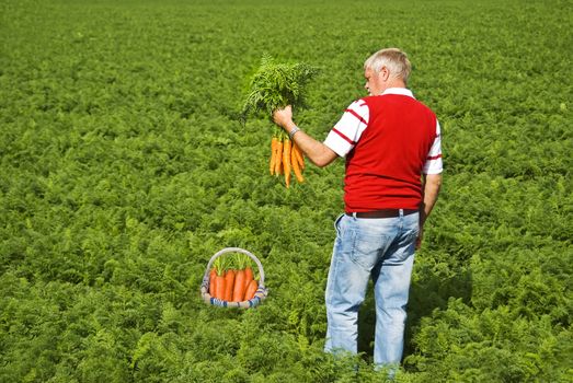 Proud carrot farmer picking fresh carrots for his basket