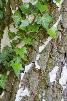 natural background with ivy leaves on bark 