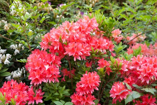bright red flowers on the bush