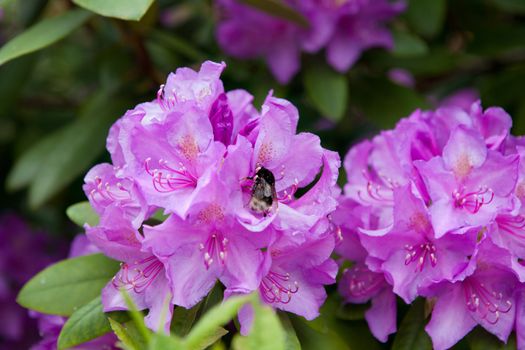 a bee on a flower