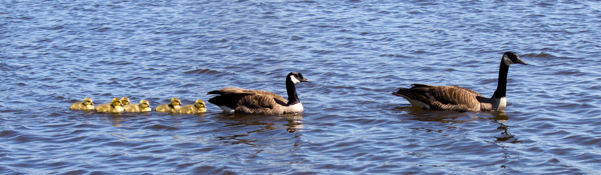 Canadian goose and gander swimming with thier goslings.