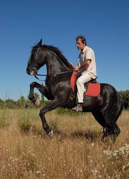 beautiful black stallion with man in a field
