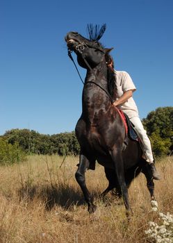 afraid black stallion with man in a field
