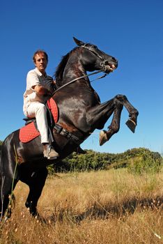 rearing black stallion and his rider in a field