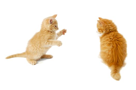 Sweet kittens are just about to fight on a white background.