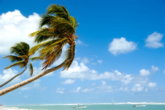 Palm hanging over exotic caribbean beach with the coast in the background.