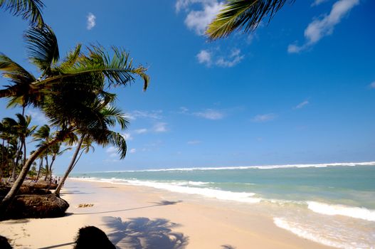 Palms hanging over exotic caribbean beach with the coast in the background.