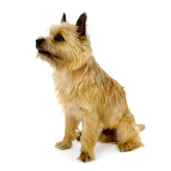 Sweet sad dog is sitting on a white background. The breed of the dog is a Cairn Terrier.