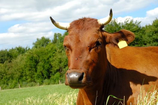 Face of a resting cow. The sky is blue with white clouds.