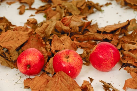 Red apples and old leafs. Studio shot.