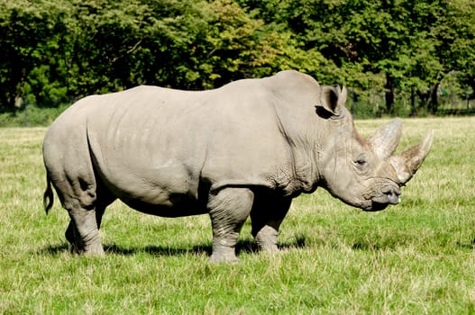 Rhinoceros is standing on green grass in profile