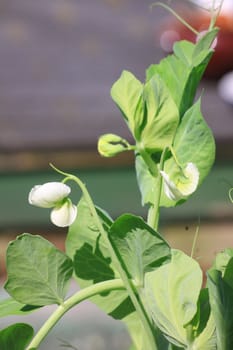 The first white flowers emerging from a green pea plant. Located in a small city garden.