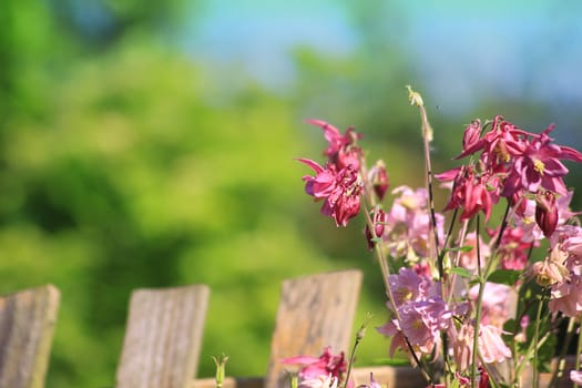 Wild pink coloured flowers growing against a wooden fence in a city garden. Set against a green foliage background set in soft focus. Copy space available.