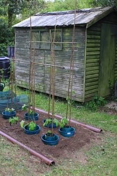 A freshly dug vegetable plot with runner beans planted in blue plastic protection pots, set in a country garden. A wooden shed stands in the background. A bamboo stake structure has been constructed to support the growing bean plants.