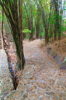 a path through a green bamboo forest in morning sunlight 