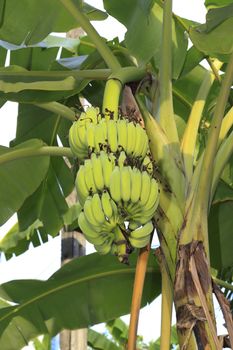 Close up shot of a Banana tree with a bunch of bananas.