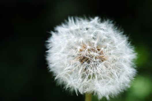 Closeup of dandelion on a blurred background