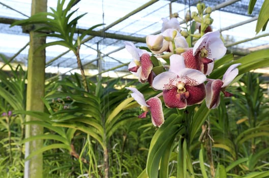 Orchid species of Vanda with crimson color.