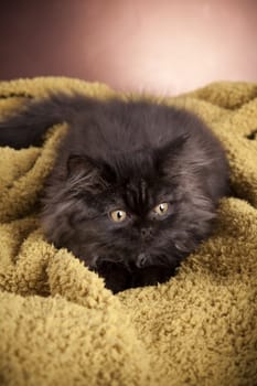 Young Longhair cat